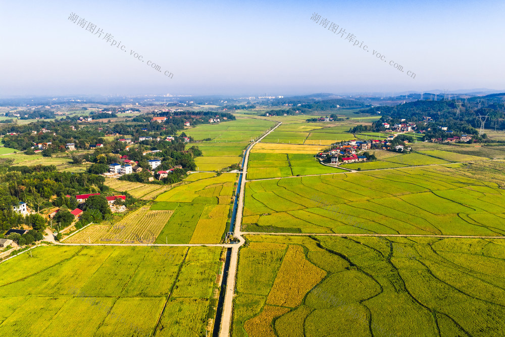 农业 晚稻 丰收 风景