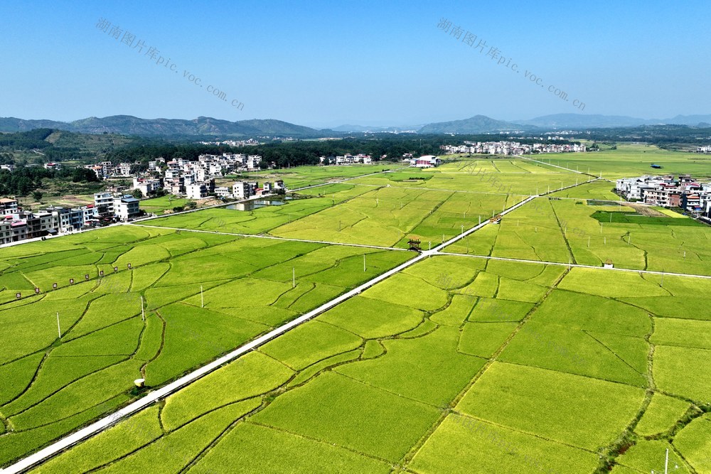 宁远 晚稻 丰收  乡村振兴 