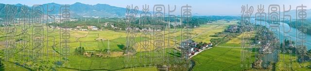 泷泊稻黄绘就秋日丰收图