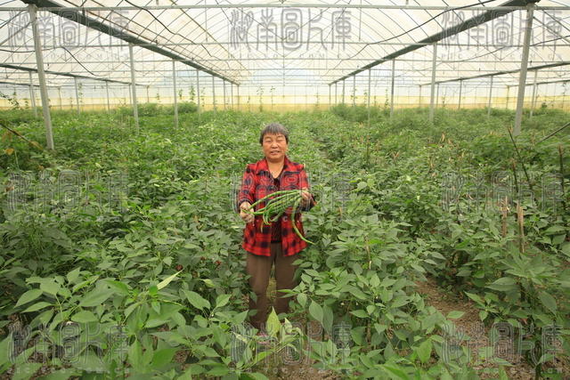 大棚、辣椒，一棚三用