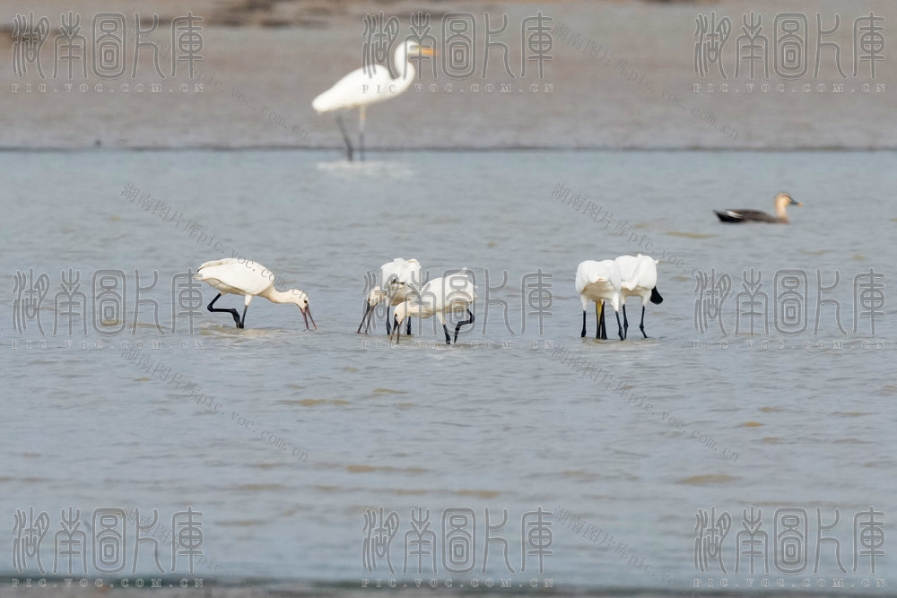 侯鸟到了黄盖湖