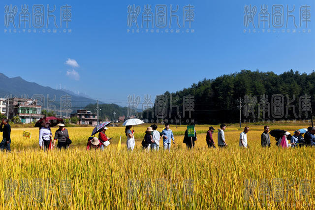 桂东、田间观摩、看禾选种、科技赋能、粮油丰产、高标准粮油试验示范基地、大塘镇船塘村、良种良法、低镉水稻、绿色栽培、测土配方施肥、病虫害绿色防控、田间测产、机械化收割、农技培训、粮食安全