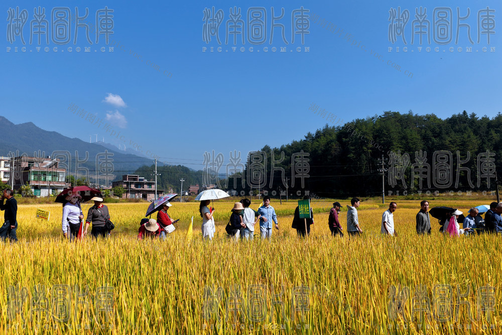 桂东、田间观摩、看禾选种、科技赋能、粮油丰产、高标准粮油试验示范基地、大塘镇船塘村、良种良法、低镉水稻、绿色栽培、测土配方施肥、病虫害绿色防控、田间测产、机械化收割、农技培训、粮食安全
