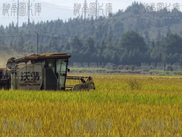 稻田 耕地 丰收 保护