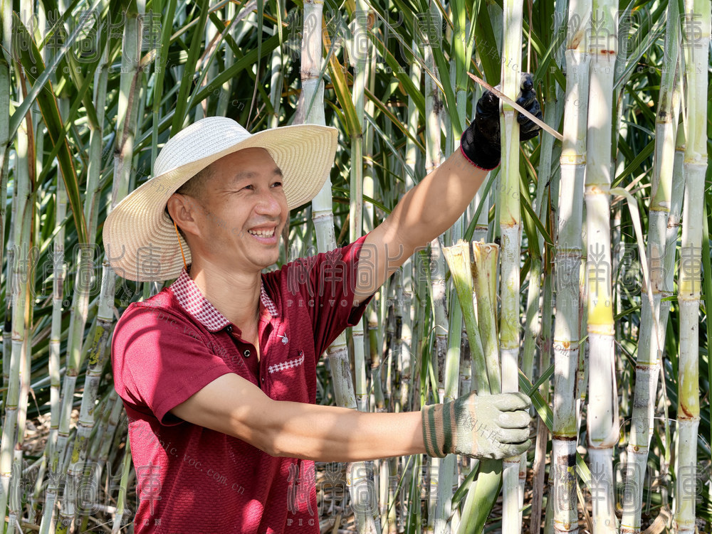 甘蔗　致富　甜蜜　土地　特色种植