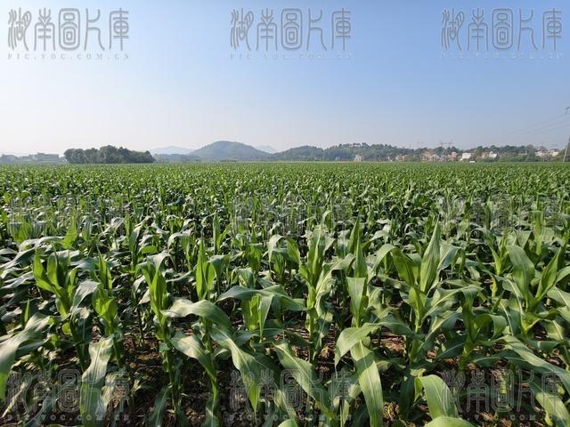 玉米　致富　耕地　粮食
