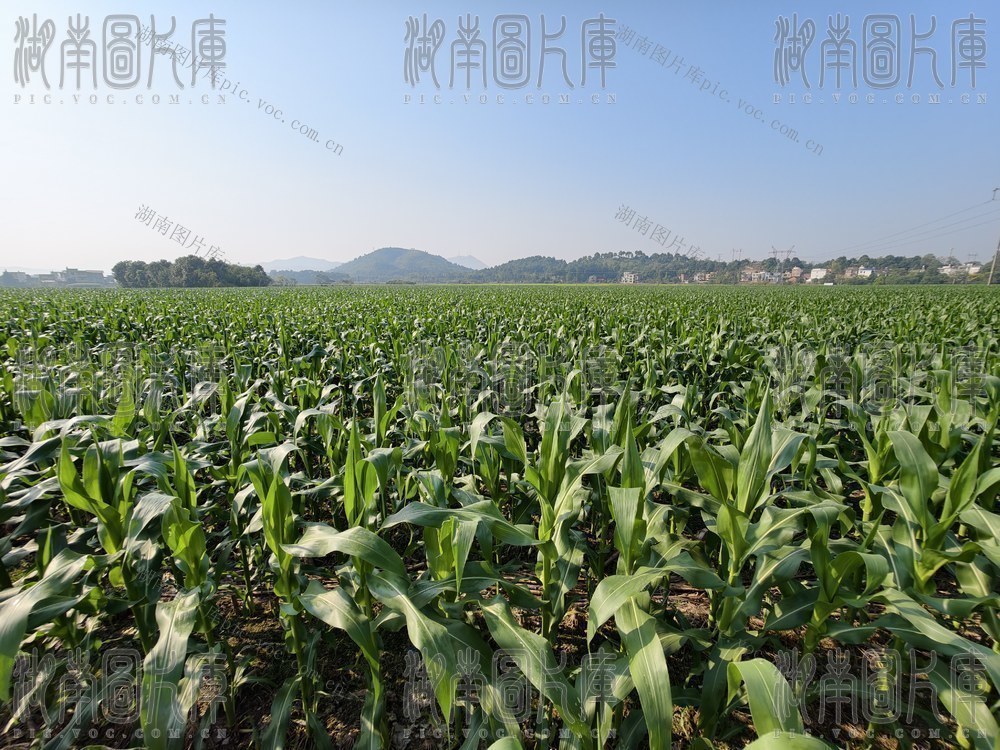 玉米　致富　耕地　粮食