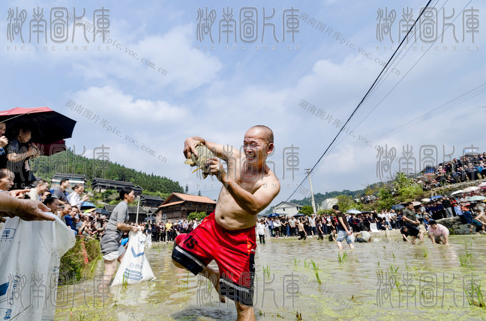 侗寨 村民 开展 重阳 民俗 活动