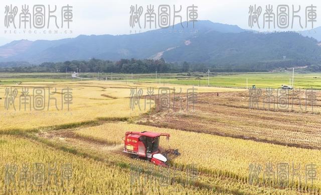  晚稻迎丰收   农机收割忙