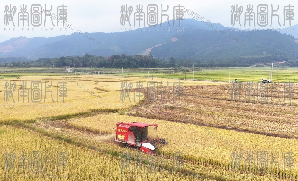  晚稻迎丰收   农机收割忙