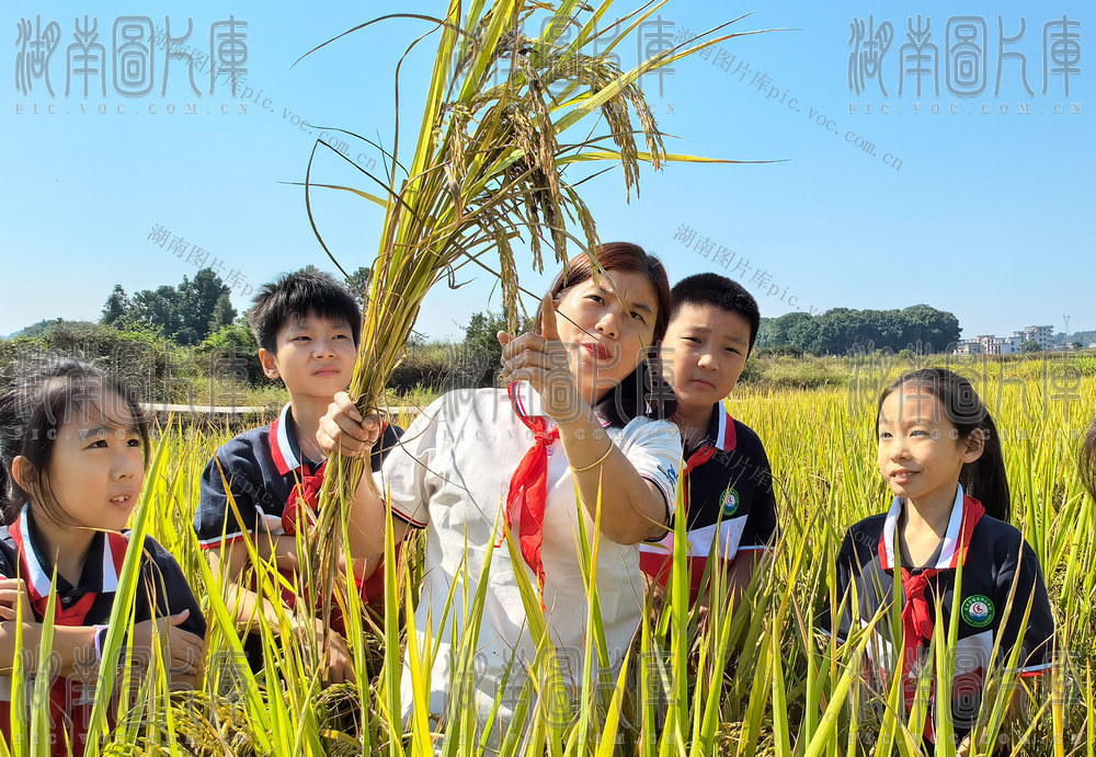 嘉禾：珍爱粮食
