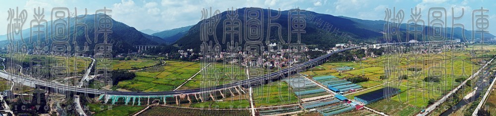 稻飘香 通途近