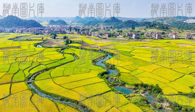 田园  水稻  金黄  丰收  画卷