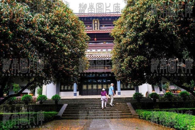岳麓书院 金桂飘香