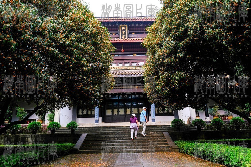岳麓书院 金桂飘香