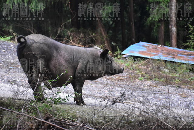 生态养猪促振兴