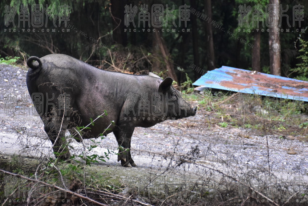 生态养猪促振兴