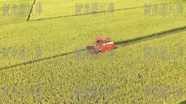 湖南 常宁 田间 农民 抢收 晚稻