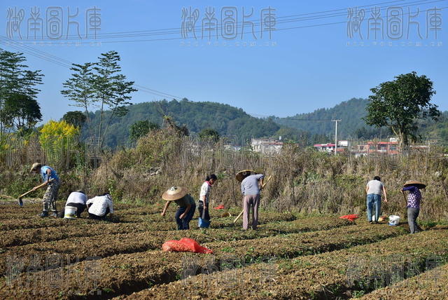 田垄播撒致富种