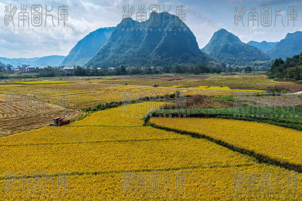 湖南，龙山，深秋，水稻，收割，尾声，农时