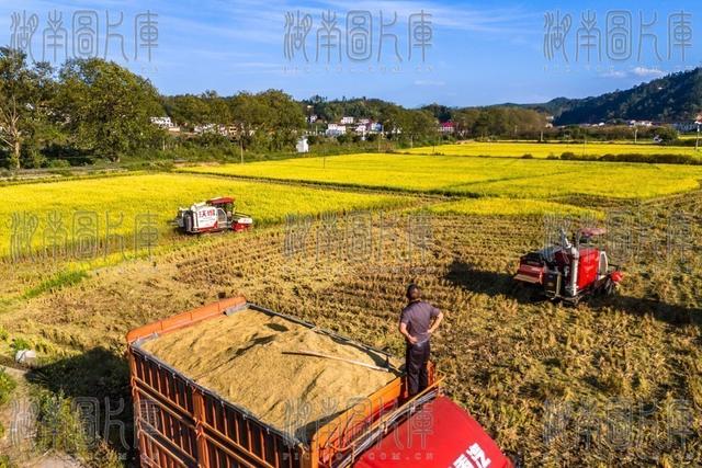粮食生产  晚稻  丰收  双季稻  秋天  秋收