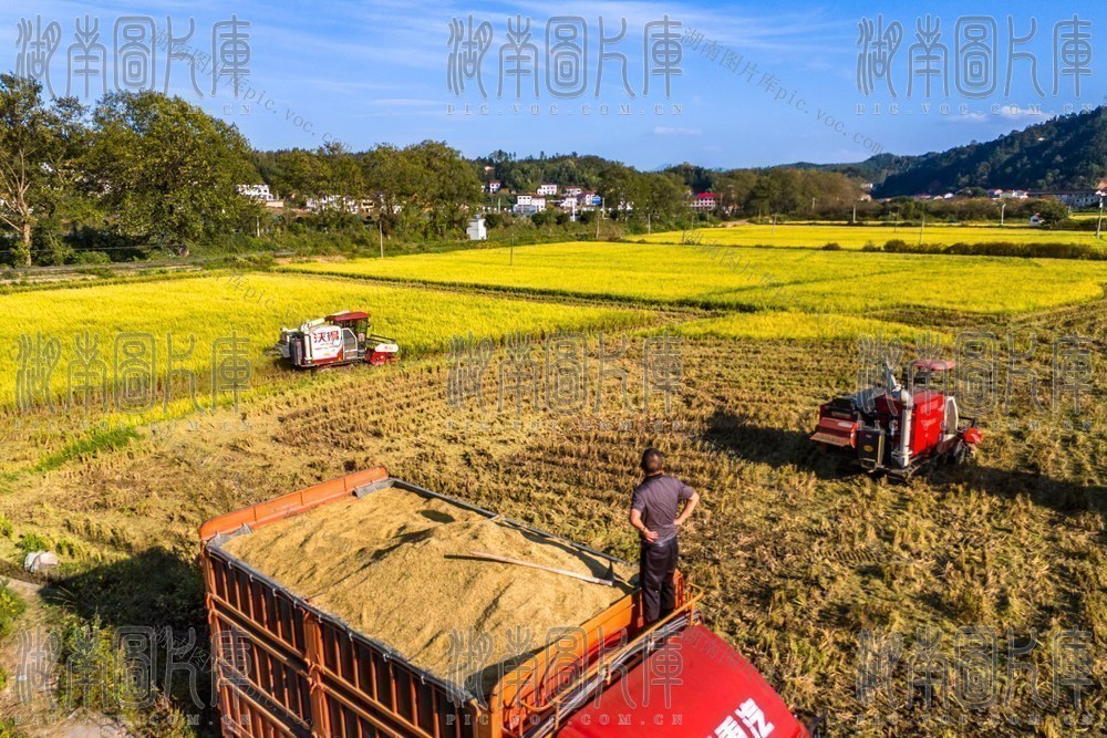 粮食生产  晚稻  丰收  双季稻  秋天  秋收