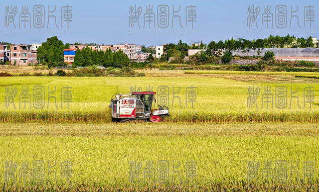 水稻  丰收  抢收  晚稻  归仓