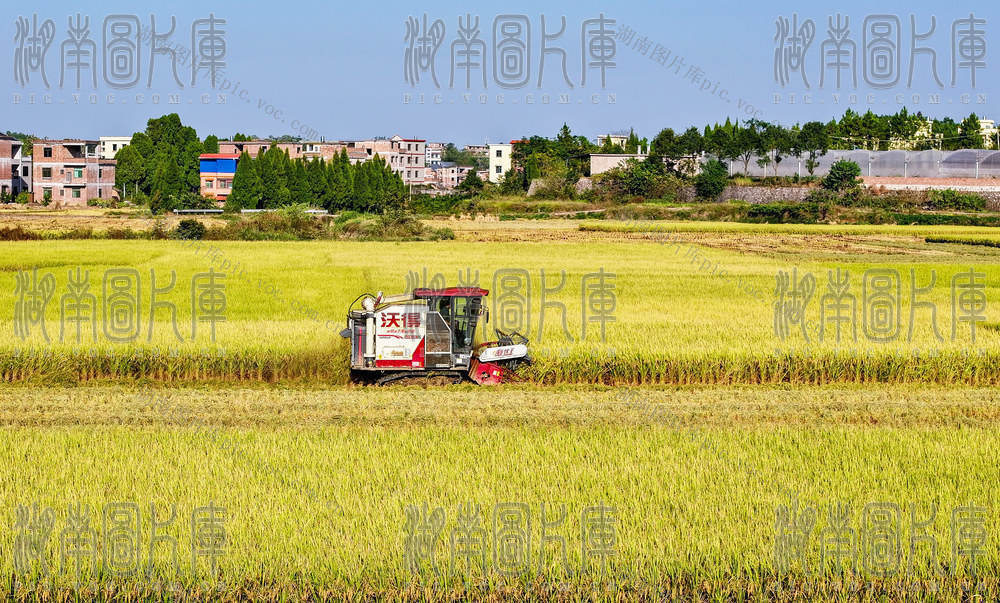 水稻  丰收  抢收  晚稻  归仓