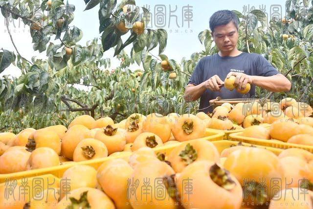 月柿收获忙