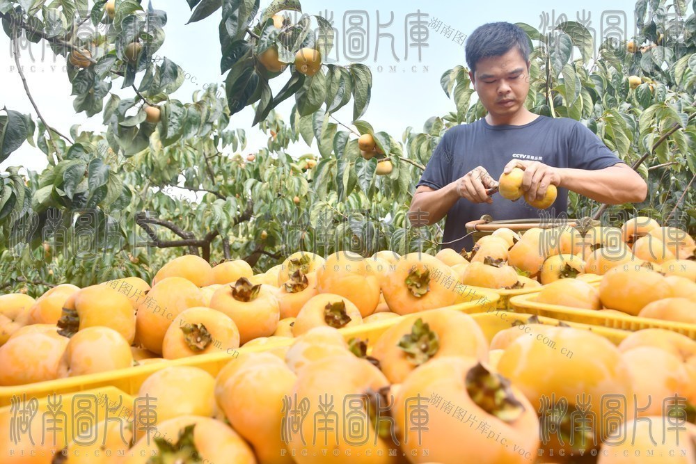 月柿收获忙