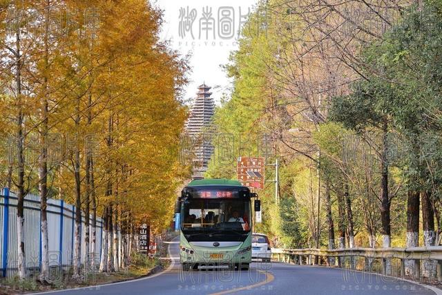  秋景、乡村旅游、侗族、鼓楼、水杉、生态