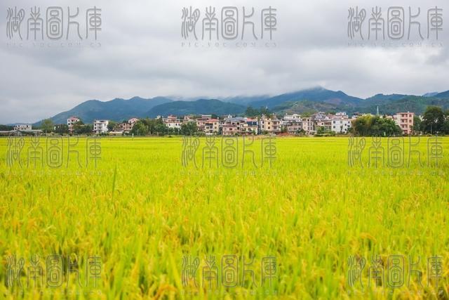 稻田 秋日 乡村 风景 自然