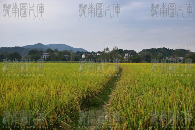 田铺金浪 绘就丰景