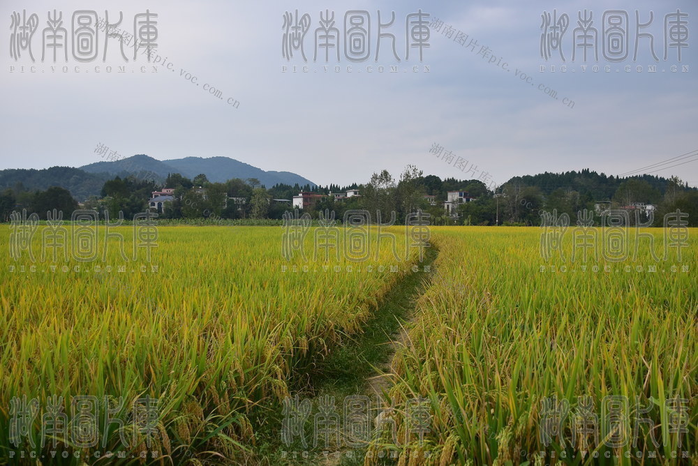 田铺金浪 绘就丰景