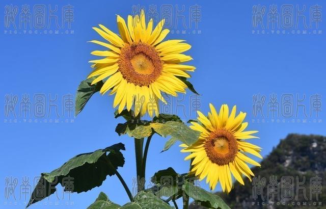 葵花盛开蜜蜂忙