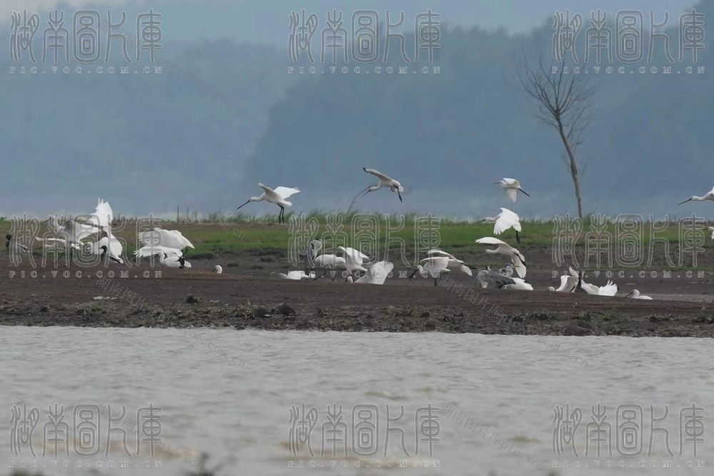 黄盖湖白琵鹭
