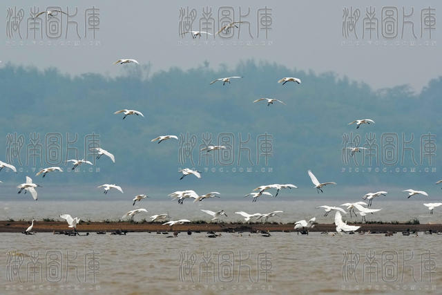 黄盖湖白琵鹭