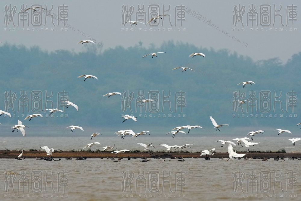 黄盖湖白琵鹭