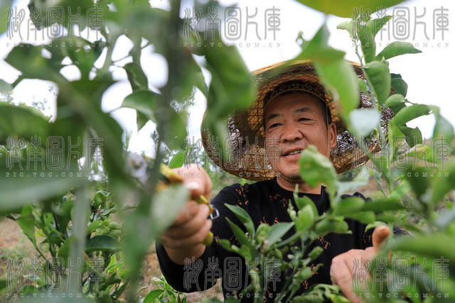 中药  种植  枳壳  发展 乡村振兴