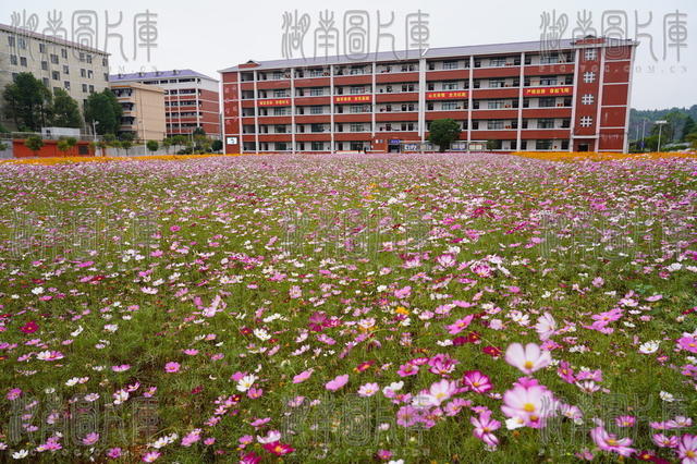 格桑花盛开校园（图）
10月22日，湖南省隆回九中格桑花盛开，师生身心愉悦。近年来，该县加大财政投入，学校基础设施及育人环境得到有力改善。