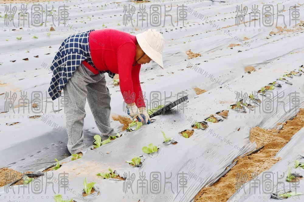   霜降将至 农事正忙 