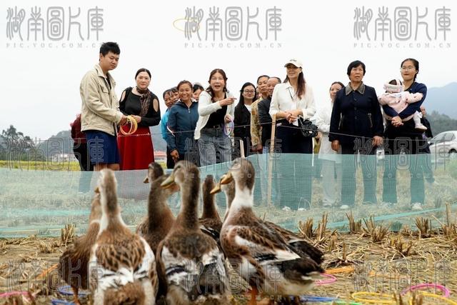 宁远 游客 套鸭子 晚稻 艺术节 丰收