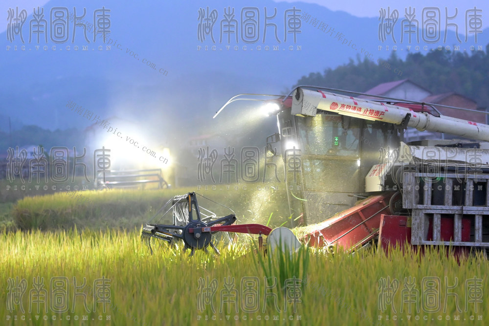 富硒  晚稻  双季稻  秋收  丰收  特色  产业  五色稻  黄贡椒