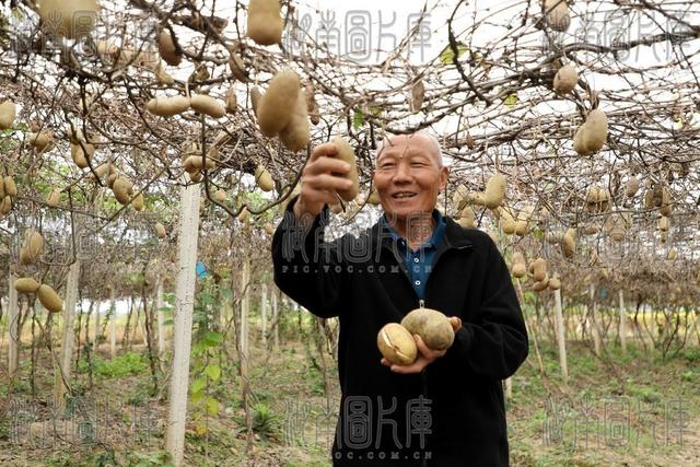 宁远 八月瓜 丰收 乡村振兴