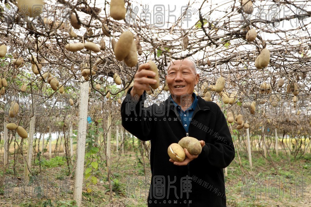 宁远 八月瓜 丰收 乡村振兴