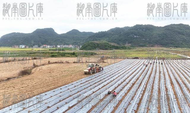 移栽菜苗促增收