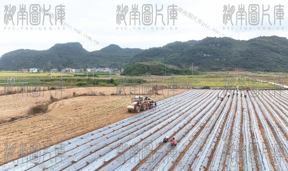 移栽菜苗促增收