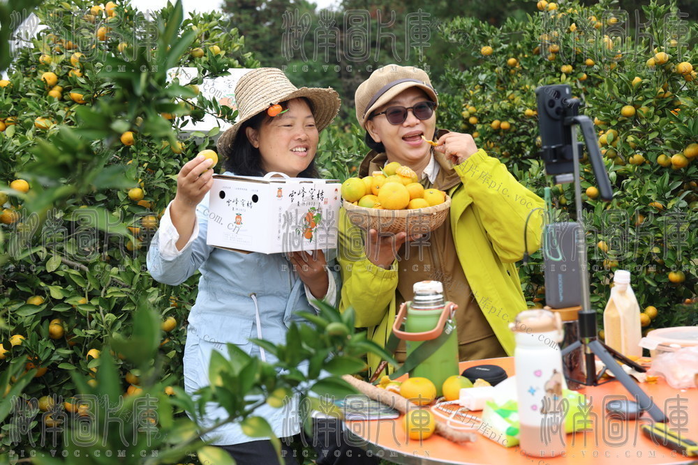 雪峰蜜桔 直播带货 