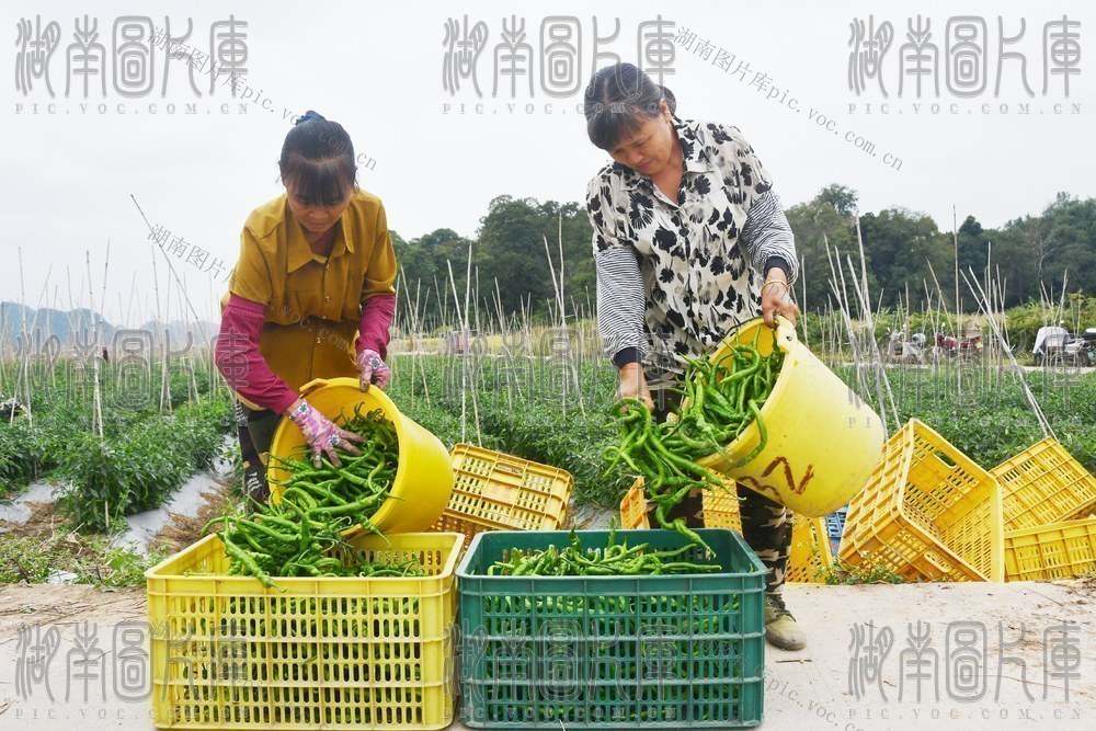   小辣椒 大产业