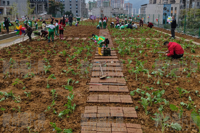 土家族 湘西 苗族 溶江 小学 亲子 种植园 油菜 移栽 劳动 师生 学生 种植 劳动 